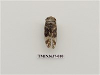 藏品(小蟪蛄)的圖片